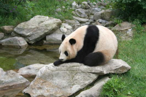 Co za dużo wielkiej panda? Co za dużo wielkiej panda?